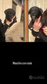 Cuccioli bovaro/labrador