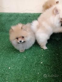 Cuccioli di Spitz di Pomerania