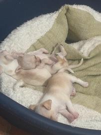Cuccioli chiuaua