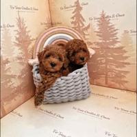 Cuccioli barboncini mini toy M e F