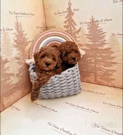 Cuccioli barboncini mini toy M e F