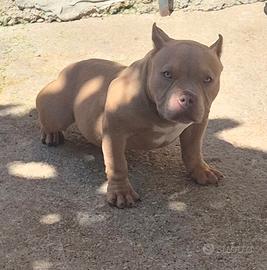 American bully