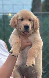 Golden retriever