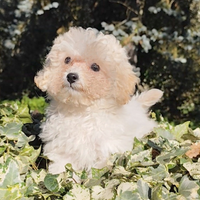 Cucciolo di maltipoo