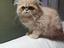 Immagine 4