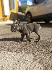 Bulldog francese