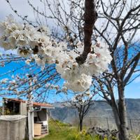 Terreno agricolo con rudere catastato