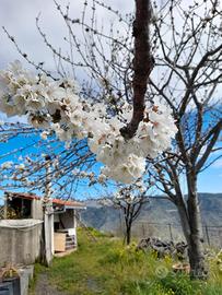 Terreno agricolo con rudere catastato