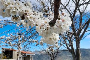 Terreno agricolo con rudere catastato