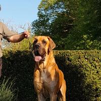 Cuccioli di Alano Fulvo & Tigrato