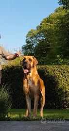 Cuccioli di Alano Fulvo & Tigrato