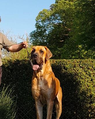 Cuccioli di Alano Fulvo & Tigrato