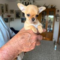 Chihuahua