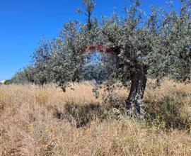 Terreno - Chiaramonte Gulfi