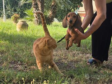Cucciola bassotto fulva - 5 mesi con pedigree Enci