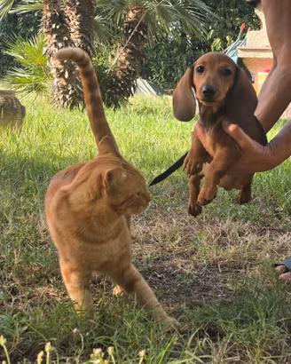 Cucciola bassotto fulva - 5 mesi con pedigree Enci