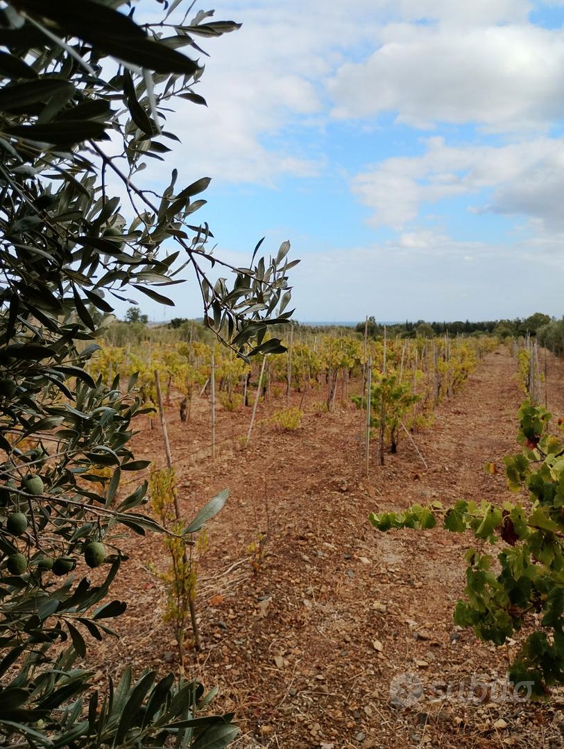 Terreno agricolo - Vista 5