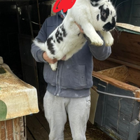 Coniglio Fiandre x papillon x argento