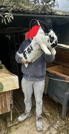 Coniglio Fiandre x papillon x argento