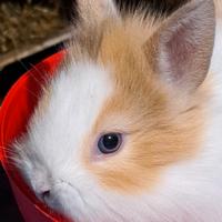 Coniglio nano testa di leone