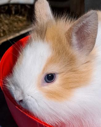 Coniglio nano testa di leone