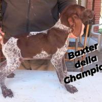 Cuccioli di bracco tedesco