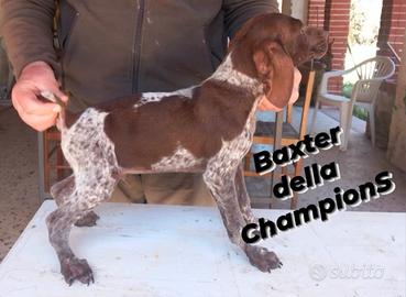 Cuccioli di bracco tedesco