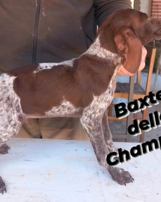 Cuccioli di bracco tedesco