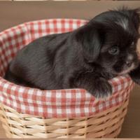 Cucciola di Chihuahua, nera pedigree pelo lungo
