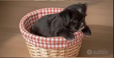 Cucciola di Chihuahua, nera pedigree pelo lungo