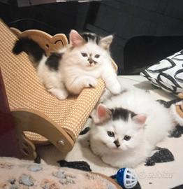 Munchkin Twin-Set