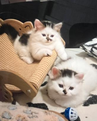 Munchkin Twin-Set