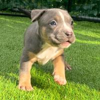 American pitbull terrier ukc