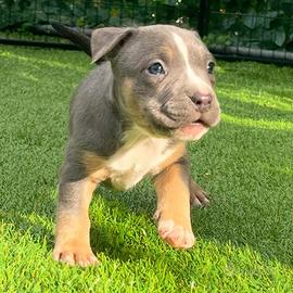 American pitbull terrier ukc