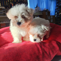 Cuccioli di Maltese maschio