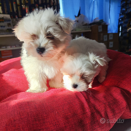 Cuccioli di Maltese maschio
