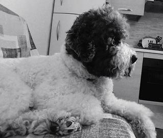Lagotto romagnolo