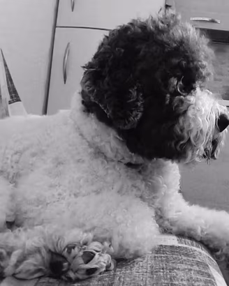 Lagotto romagnolo