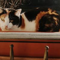 Sophie, gatta tricolore in adozione