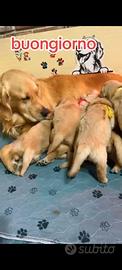 Allevamento Golden Retriever