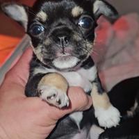 Chihuahua Pedigree Enci Femmina