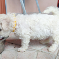 Cuccioli Bichon à poil Frisé Genitori Pedigree