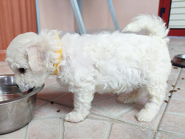 Cuccioli Bichon à poil Frisé Genitori Pedigree