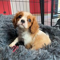 Cavalier king