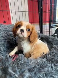 Cavalier king