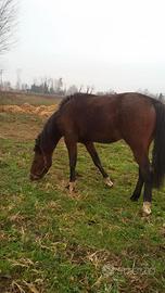 Cavallo da compagnia