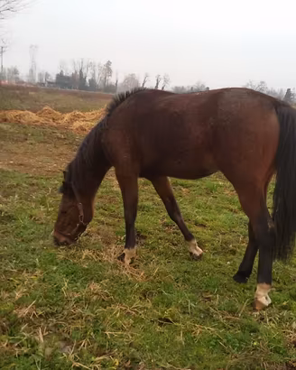 Cavallo da compagnia
