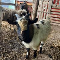 Coppia carpette tibetane