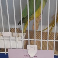 Parrocchetto dal collare