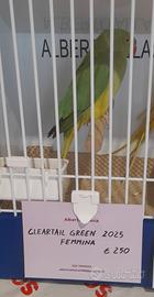 Parrocchetto dal collare